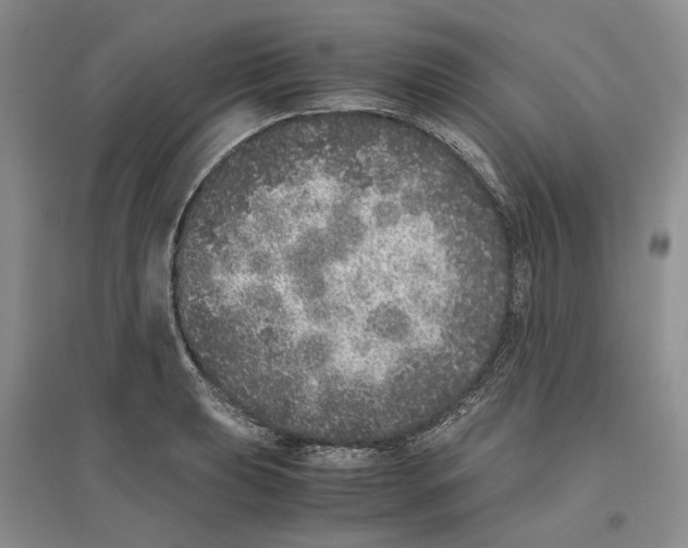 X0000096421039200802211119