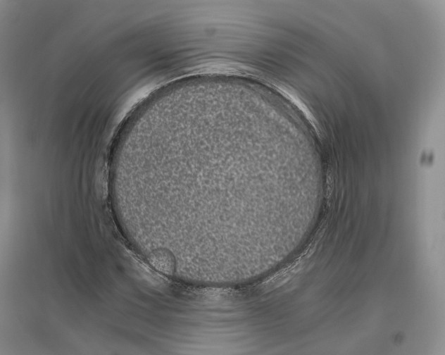 X0000096421067200802211118