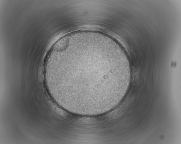 X0000096421075200802211118