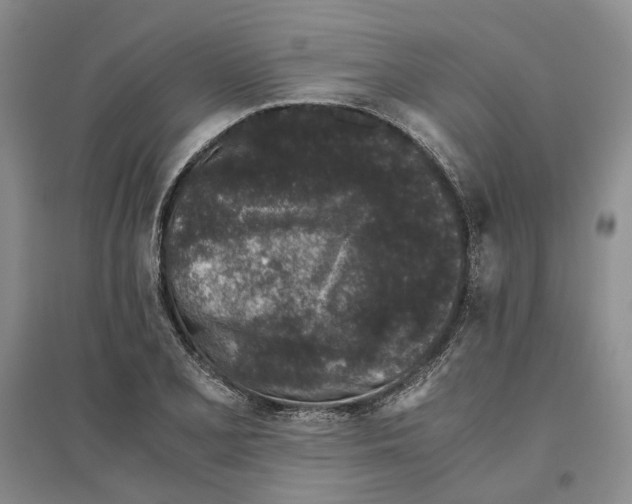X0000096421077200802211118