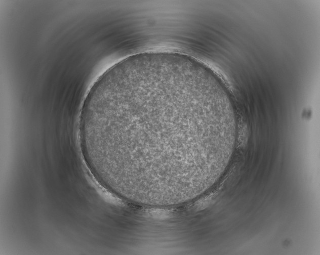 X0000096421086200802211118
