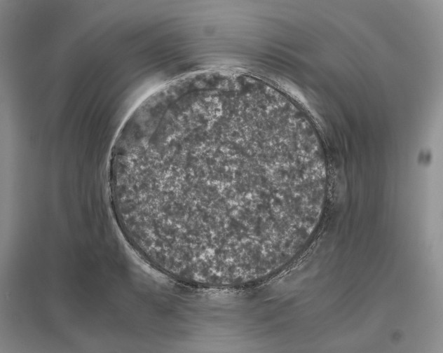 X0000096421087200802211118