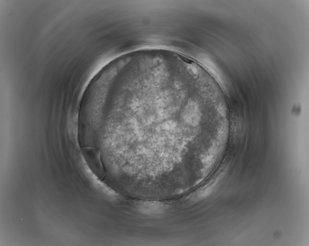 X0000096421100200802211118