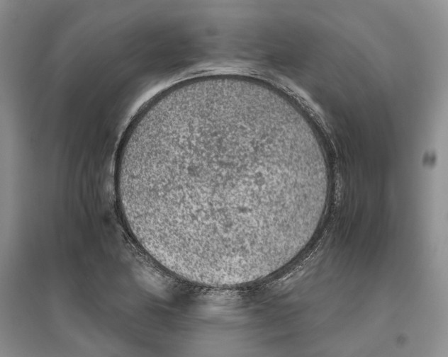 X0000096421174200802211117