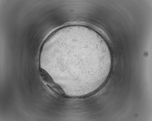 X0000096421228200802211116