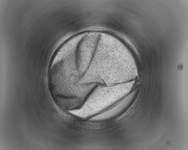 X0000096421229200802211116