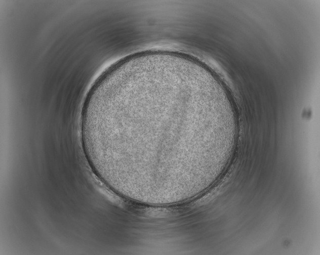 X0000096421232200802211116