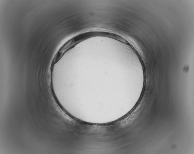 X0000096421238200802211116