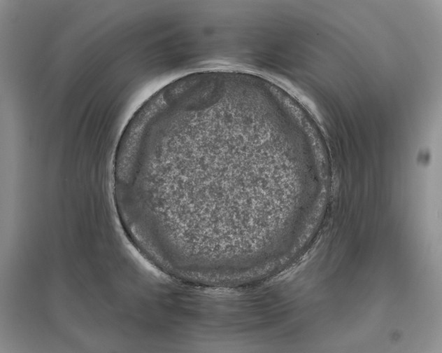 X0000096421239200802211116