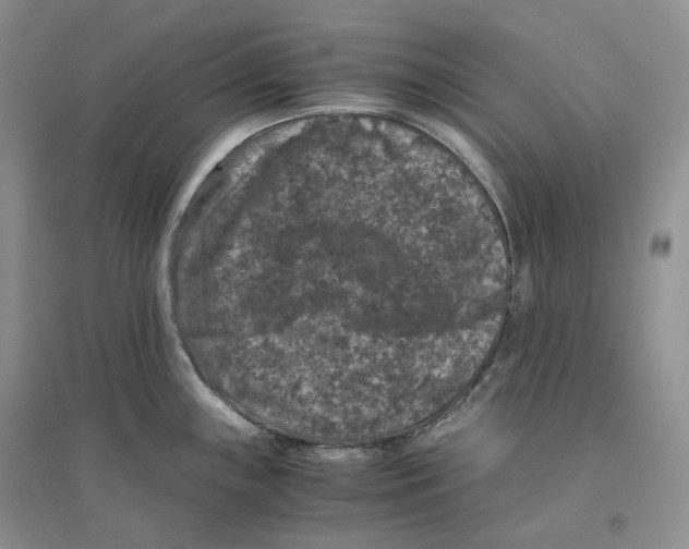 X0000096421243200802211116