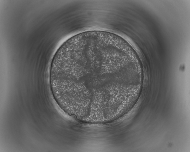X0000096421246200802211116