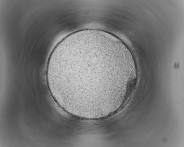X0000096421248200802211116