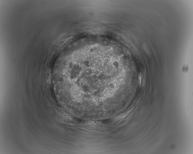 X0000096421251200802211116
