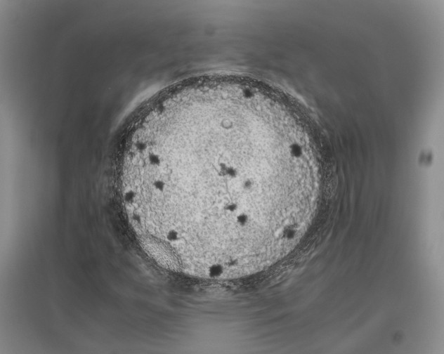 X0000096421255200802211115