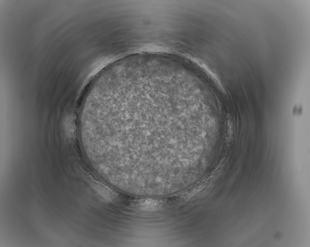 X0000096421266200802211115