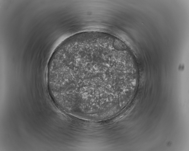 X0000096421275200802211115