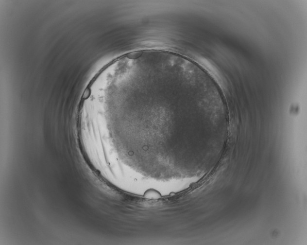 X0000096421291200802211115