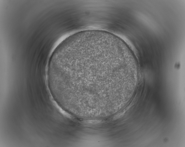 X0000096421294200802211115