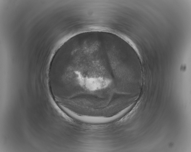 X0000096421381200802211114
