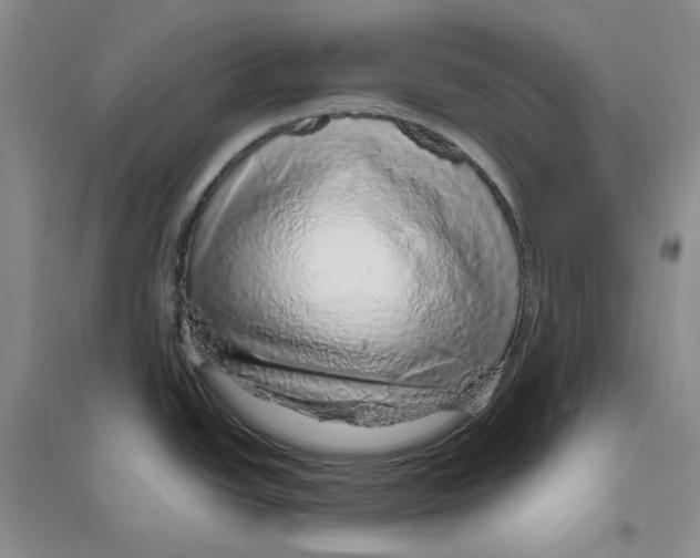 X0000096421438200802211114