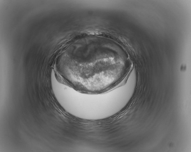 X0000096421444200802211113