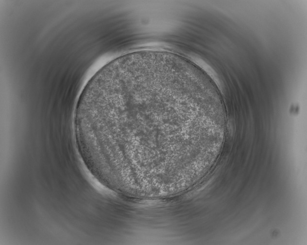 X0000096421482200802211112