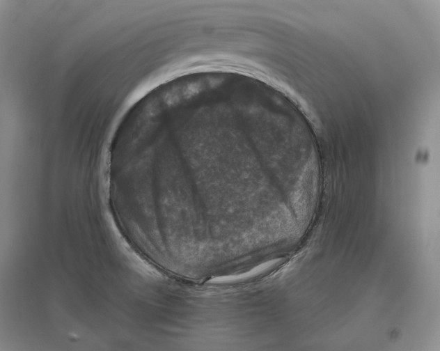 X0000096421522200802211112