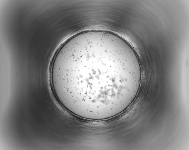 X0000096430998200801241020