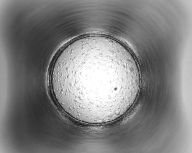X0000096431125200801241018
