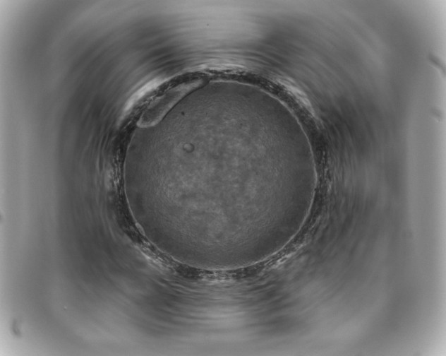 X0000096430920200801241335