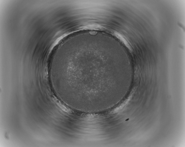X0000096430923200801241335