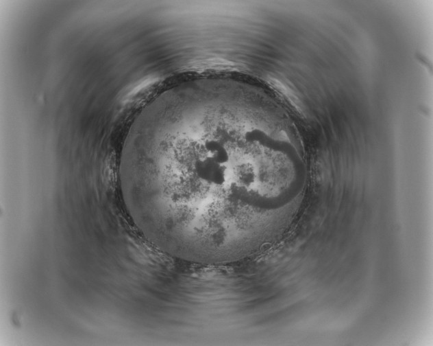 X0000096431063200801241334
