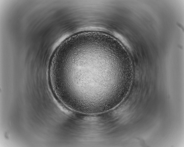 X0000096431237200801241331