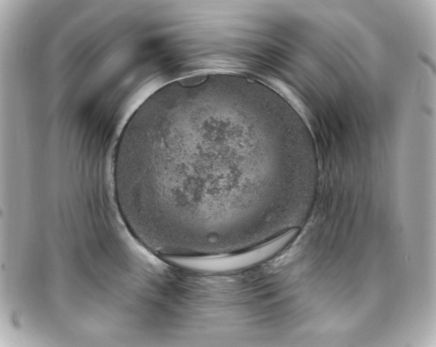 X0000096431243200801241332