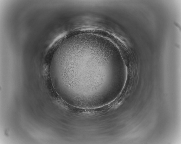 X0000096431351200801241329