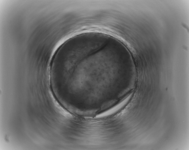 X0000096431522200801241327