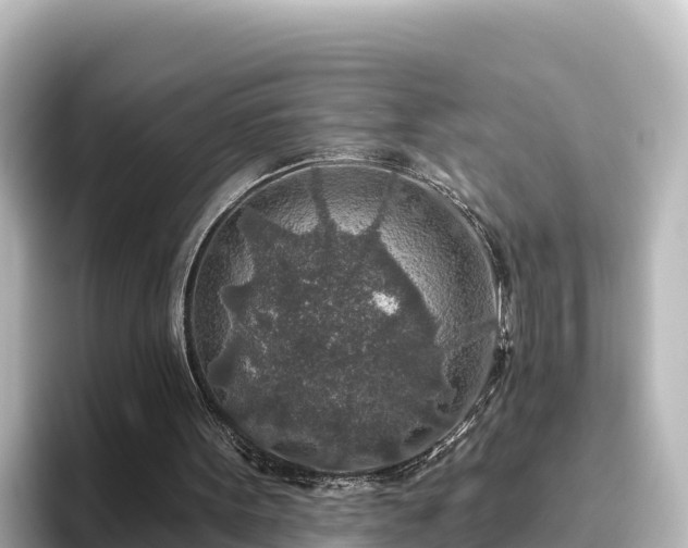 X0000096430099200801311440