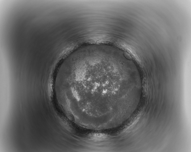 X0000096430590200801311434