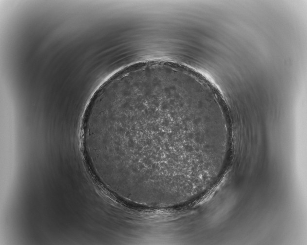 X0000096430879200801311430