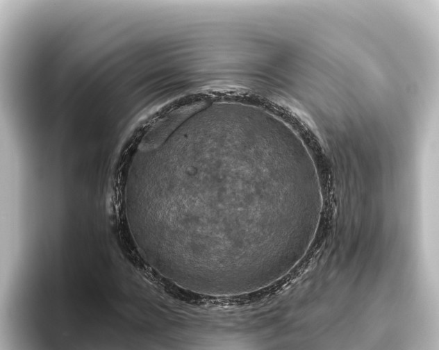 X0000096430920200801311429