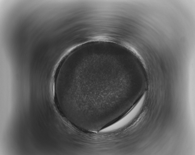 X0000096431323200801311424