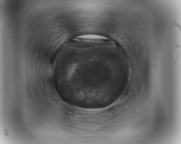 X0000096430048200802071735