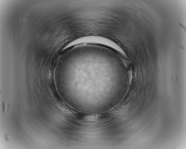 X0000096430084200802071735