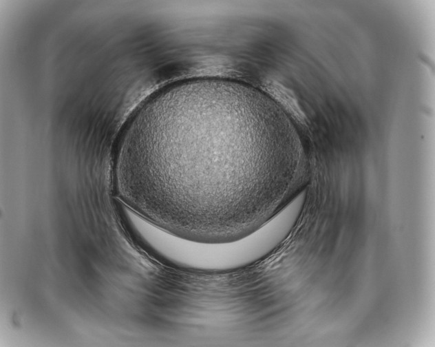 X0000096430156200802071733