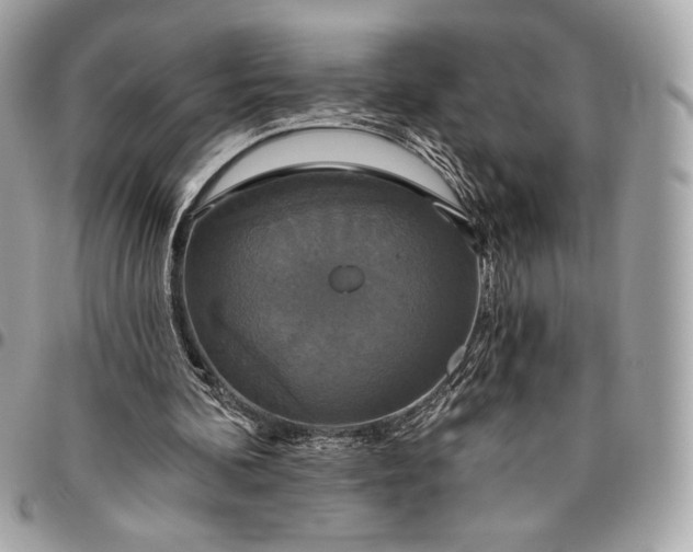 X0000096430292200802071732