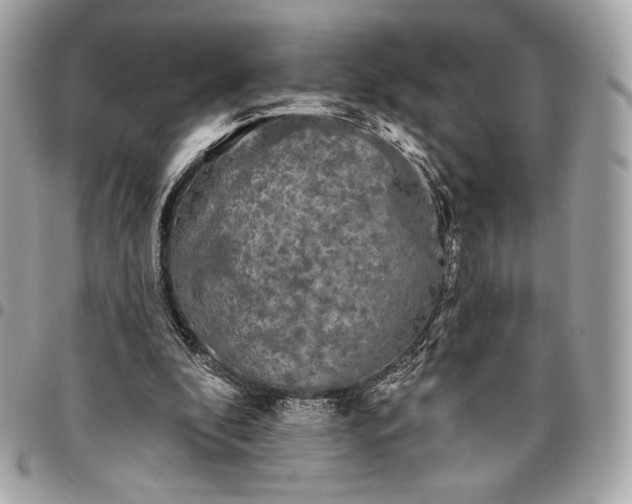 X0000096430296200802071732