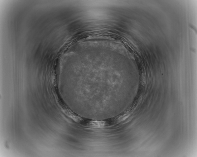 X0000096430328200802071731