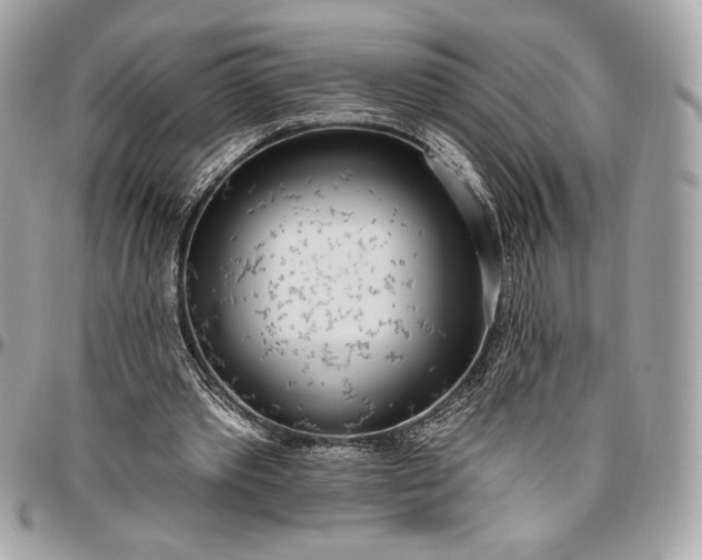 X0000096430389200802071730