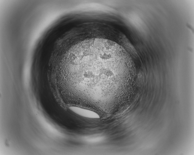 X0000096430765200802071725
