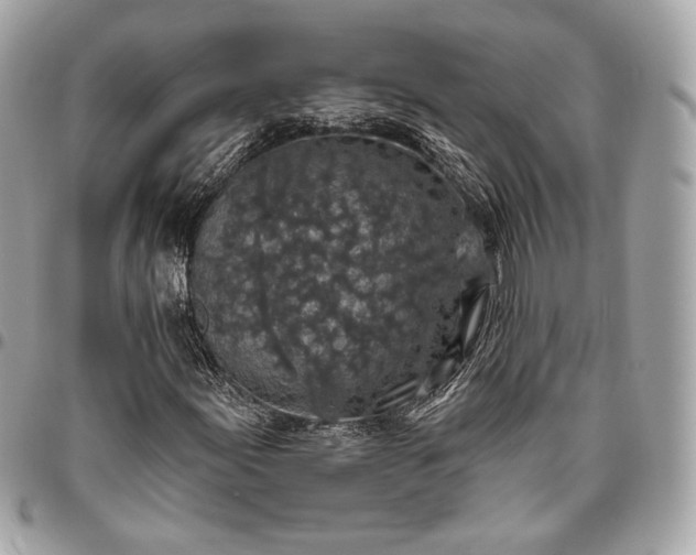 X0000096431155200802071719